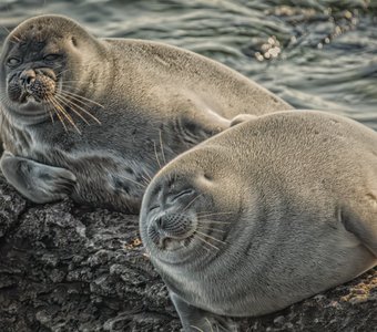 Семейный портрет
