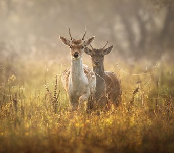 Навстречу новому дню
