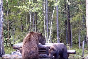 Видео: Медведи Тунгусского заповедника проверяют туристическую стоянку