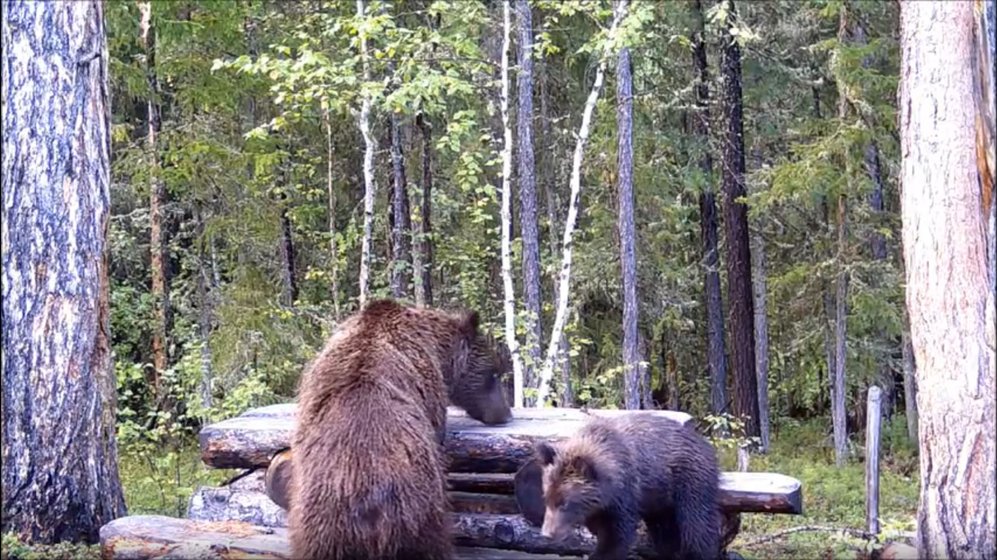 Видео: Медведи Тунгусского заповедника проверяют туристическую стоянку