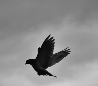 свобода, голубь