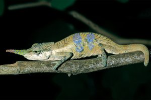 Носатый мадагаскарский хамелеон назван в честь Пиноккио