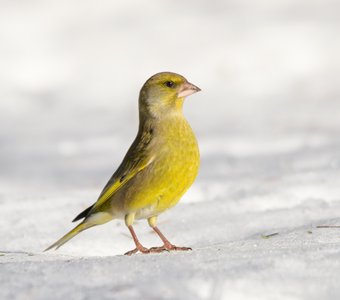 Бесподобно красив!