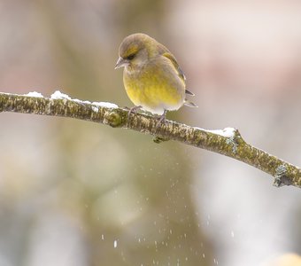 Самец обыкновенной зеленушки наблюдает за падающим снегом