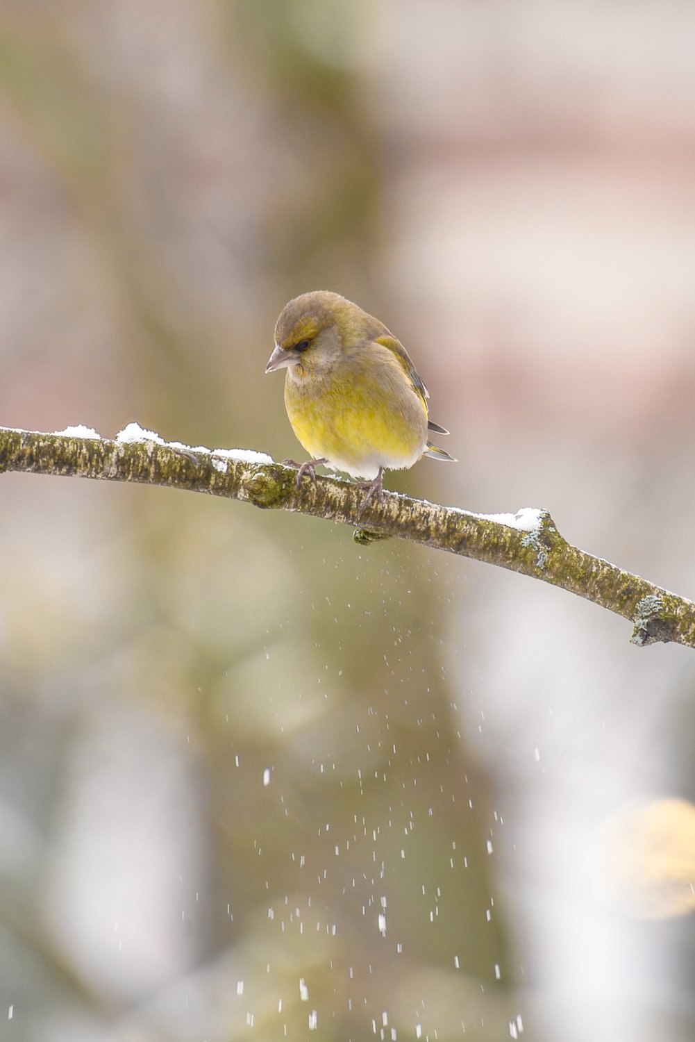 Самец обыкновенной зеленушки наблюдает за падающим снегом