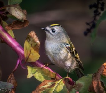 Самый маленький