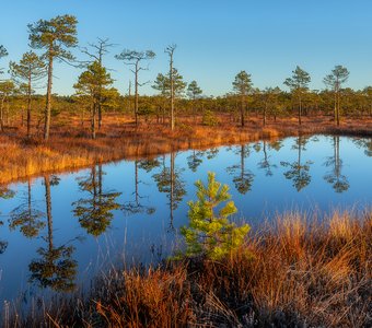 Сентябрьское утро на болоте
