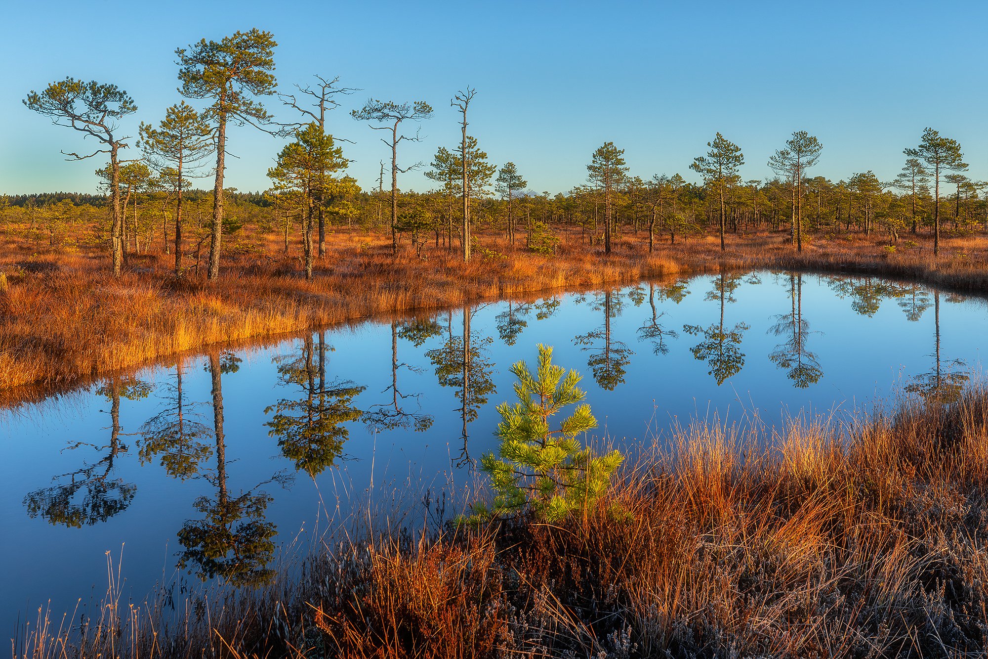 Сентябрьское утро на болоте