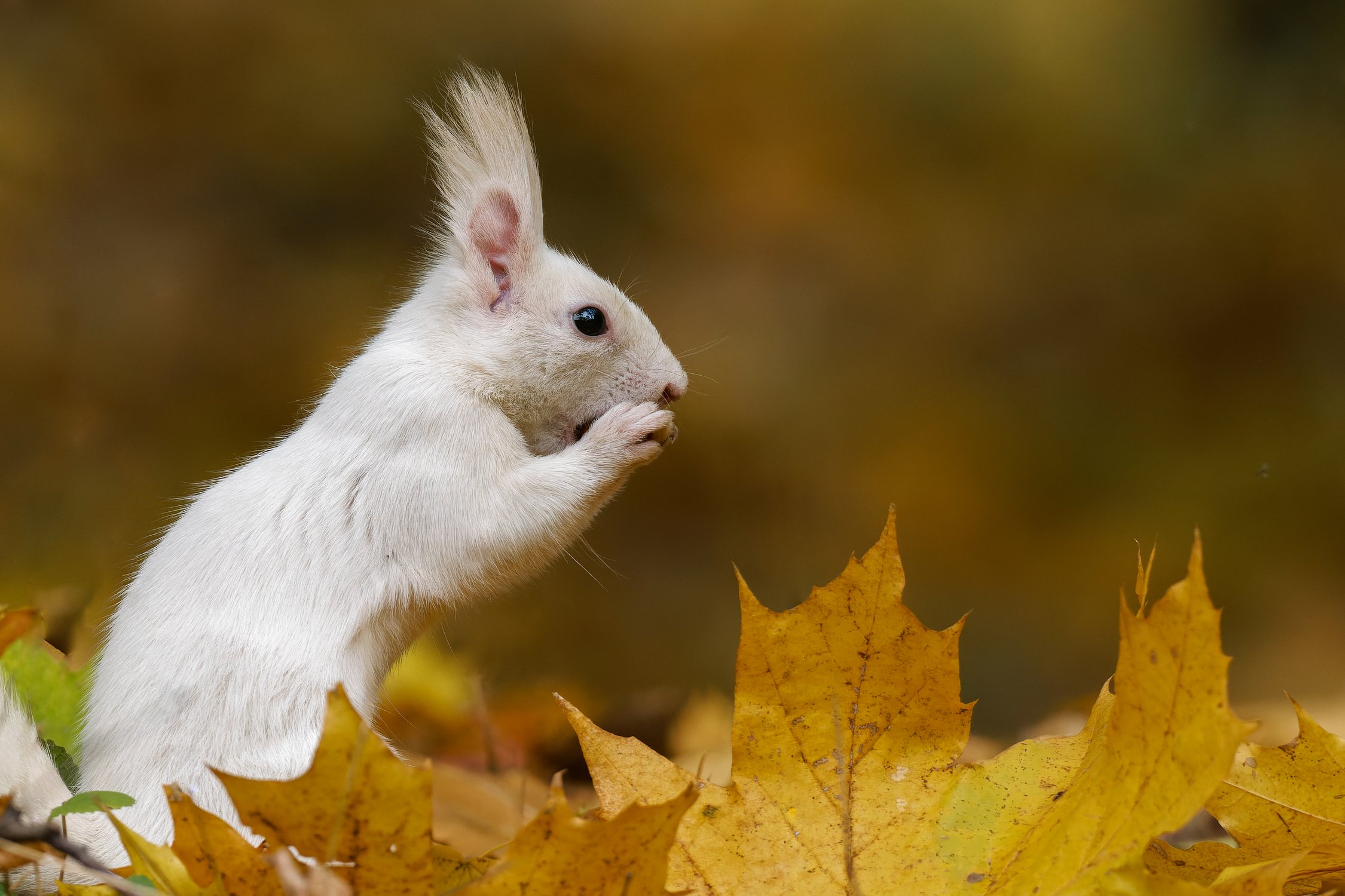 Осень, осень, ну давай у листьев спpосим