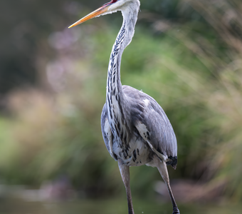 Серая цапля (Ardea cinerea)