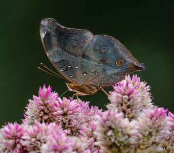Летнее настроение