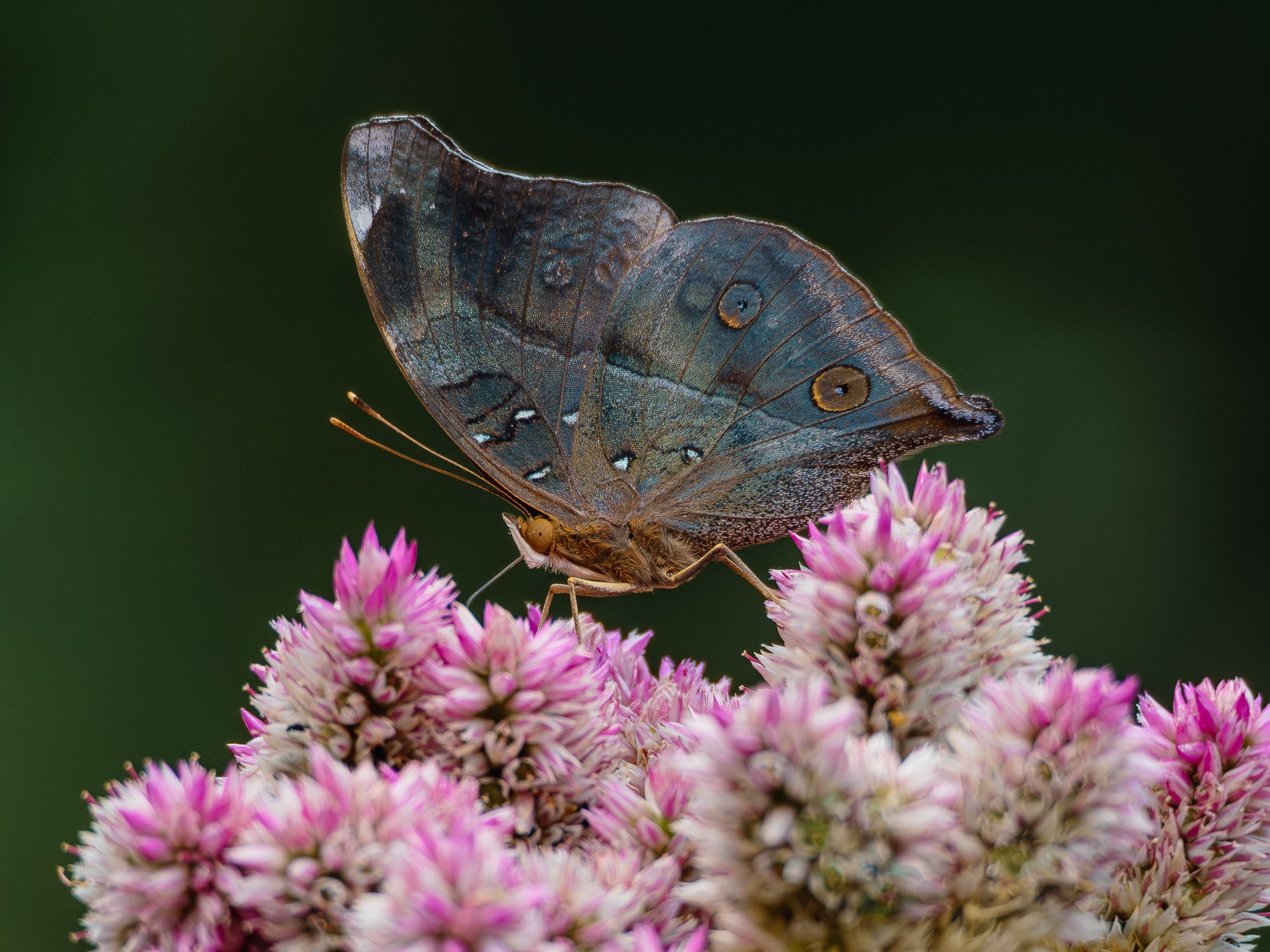 Летнее настроение