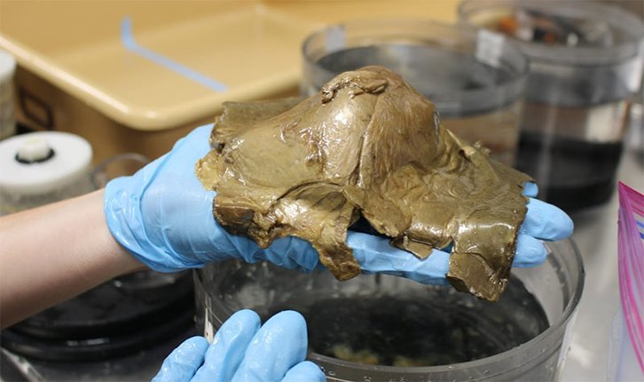 Фото: NOAA Ocean Exploration, Seascape Alaska