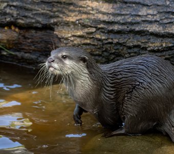 Портрет выдры