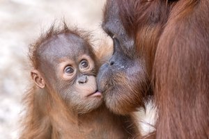 Поцелуй зародился задолго до появления современных людей