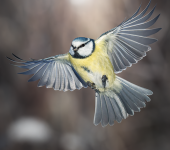 Обыкновенная лазоревка (Cyanistes caeruleus)