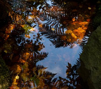 В зеркале воды