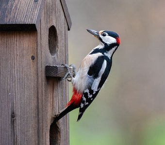 "Владелец двушки"