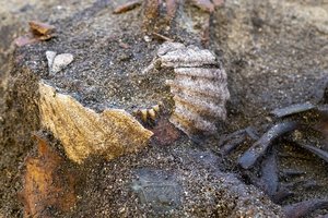 Женщину эпохи викингов похоронили, закрыв ей рот ракушками. Почему?