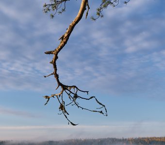 Сосновая рука