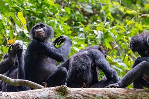 Гром в раю: самки бонобо растерзали самца из своей группы. За что?