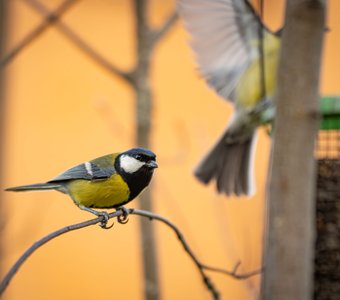 Синички радуются семечкам