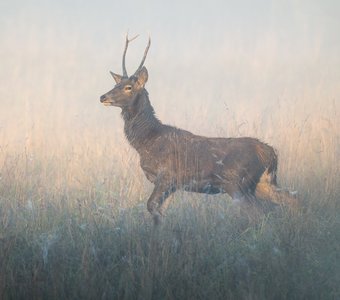 В утреннем свете