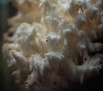 Ежовик коралловидный