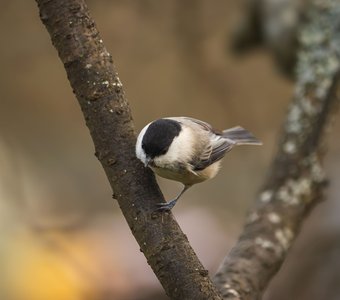 Синички радуются семечкам