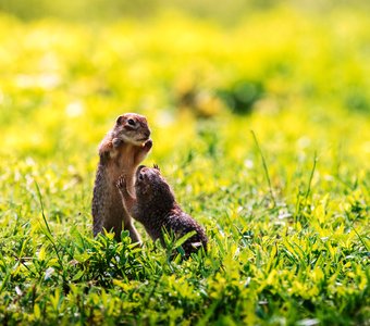 Всё, сдаюсь