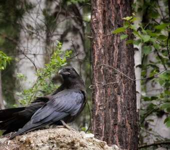 Я за тобой наблюдаю