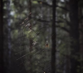 блеск паутины в сумерках