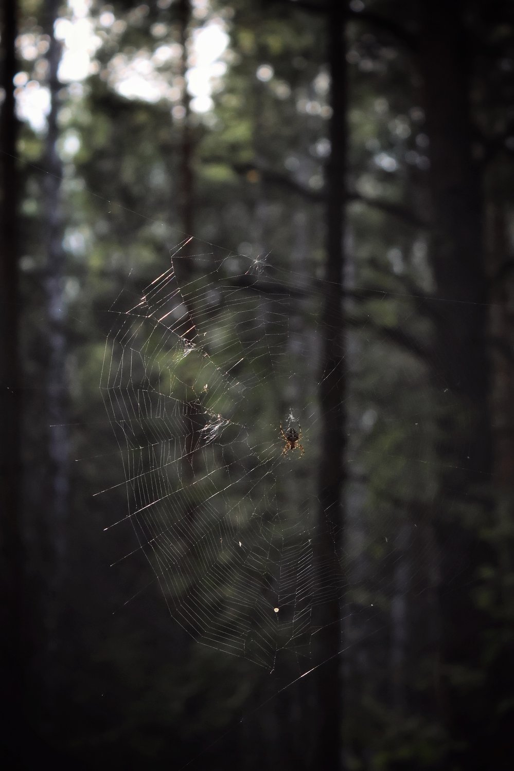 Блеск паутины в сумерках