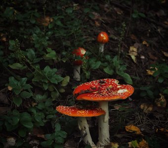 Семейка мухоморов