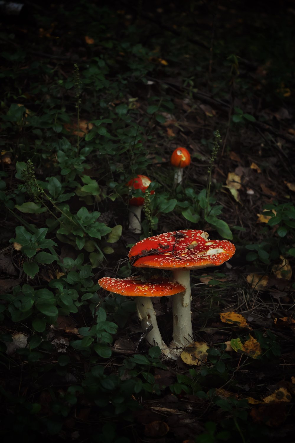 Семейка мухоморов