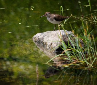 Перевозчик