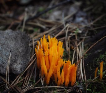 Маленький костерок