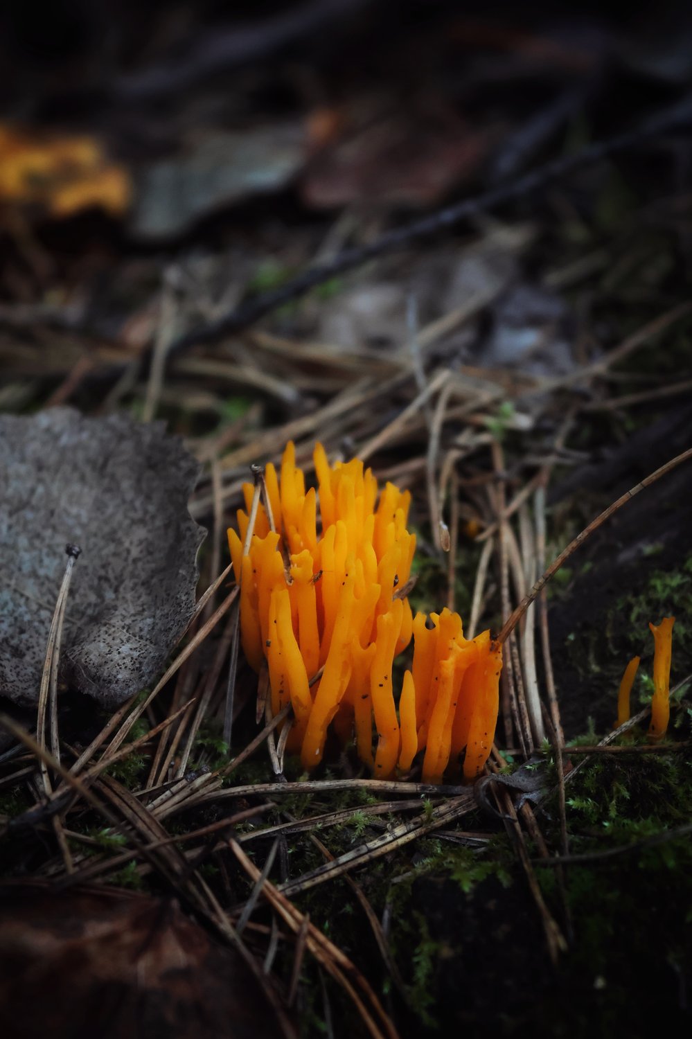 Маленький костерок