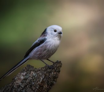 Белоснежка