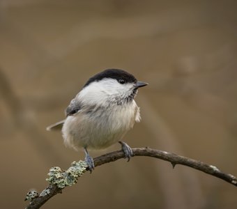 Синички радуются семечкам