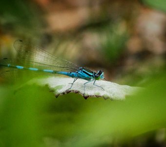 стрелка копьеносная