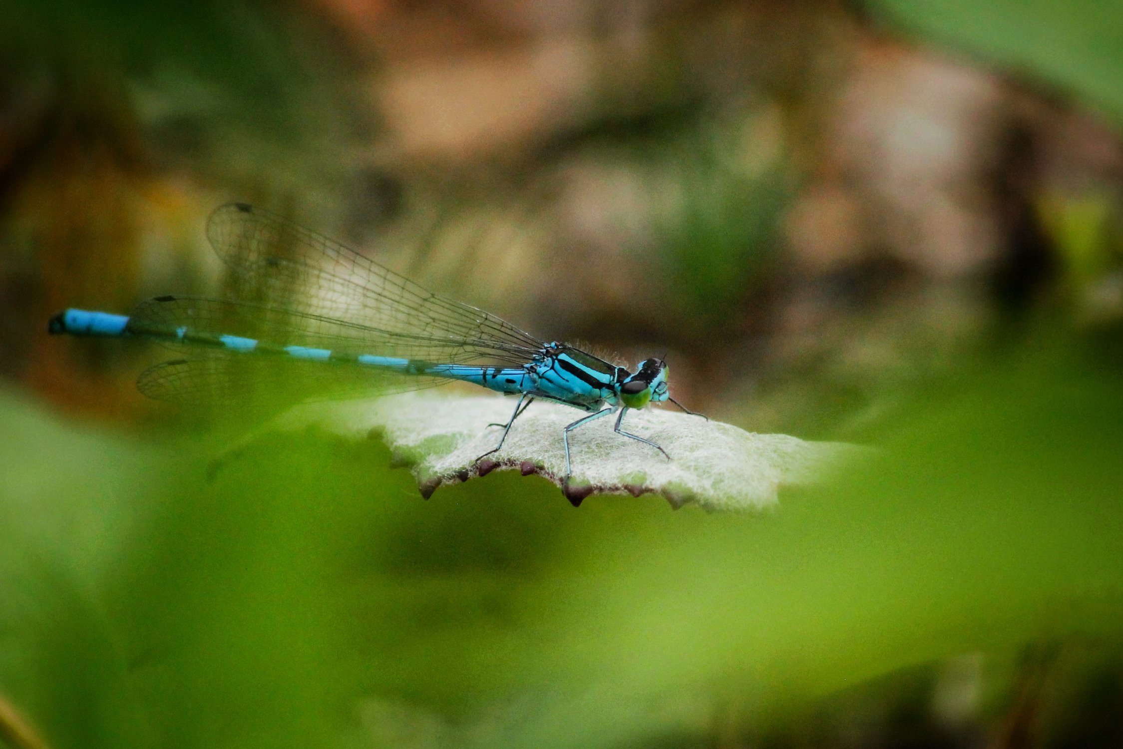 Cтрелка копьеносная