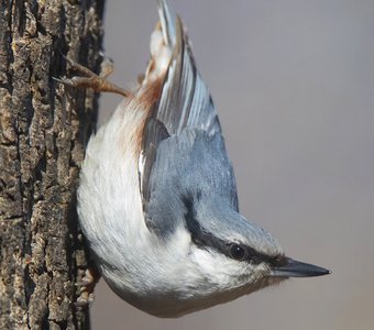 Портрет Поползня