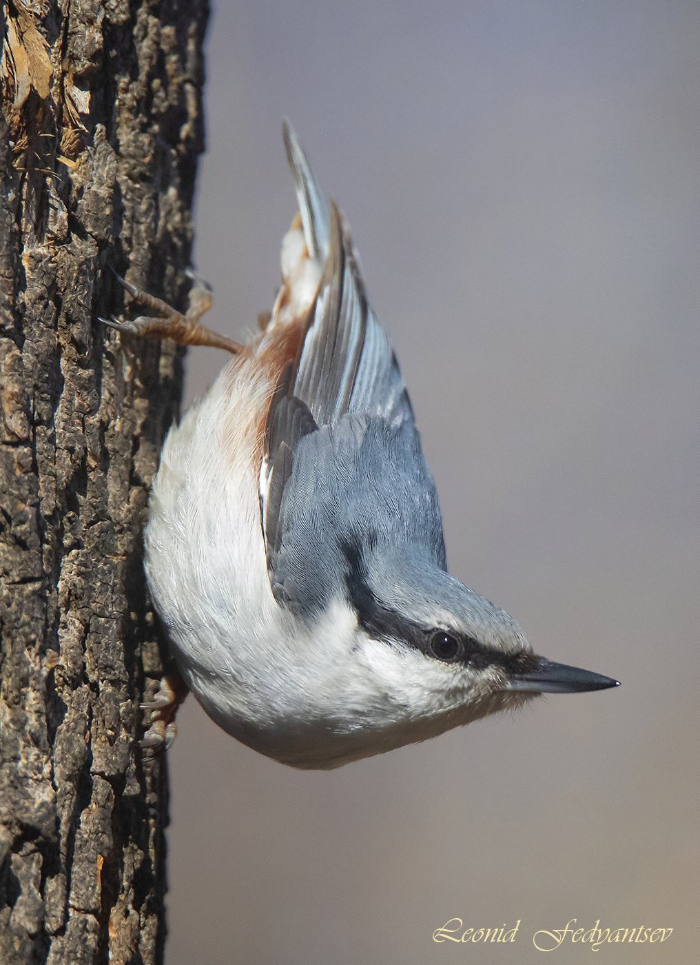 Портрет Поползня