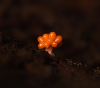 Маленький космополит трихи обманчивая 2