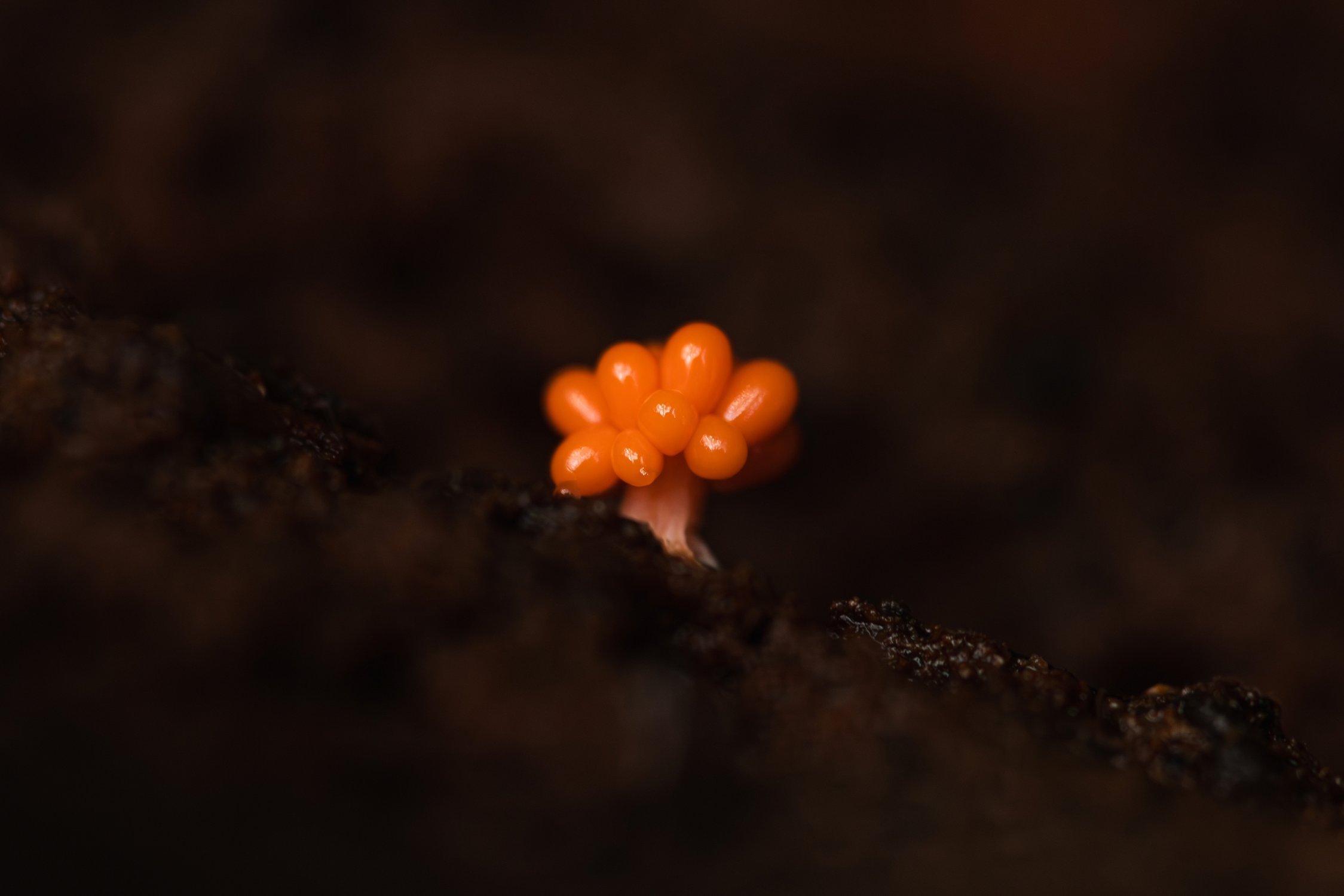 Маленький космополит трихия обманчивая 2