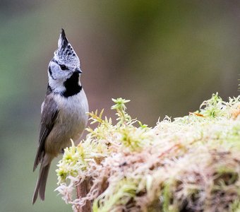 Хохлатая синица