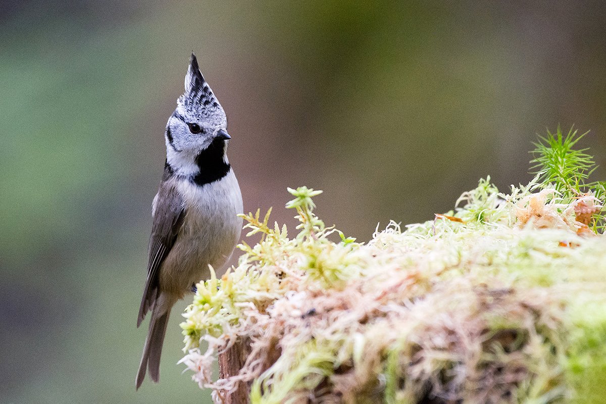 Хохлатая синица