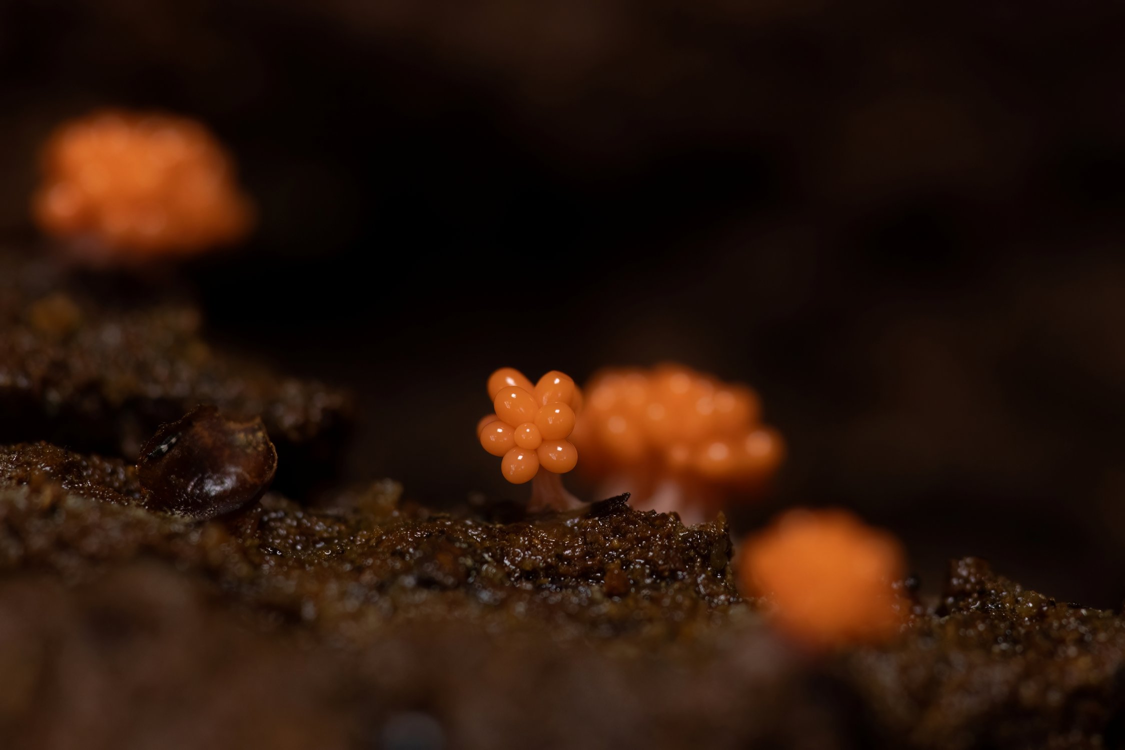 Маленький космополит трихия обманчивая