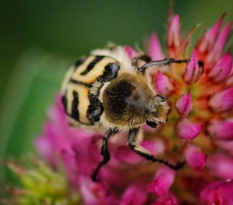 цветочный завтрак